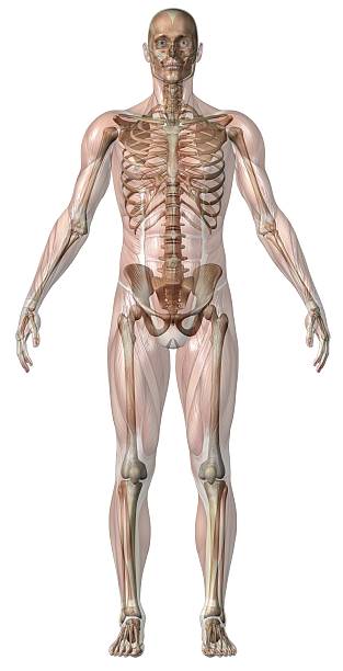 Human Body Man.jpg